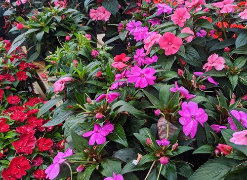 assorted colorful flowering annuals