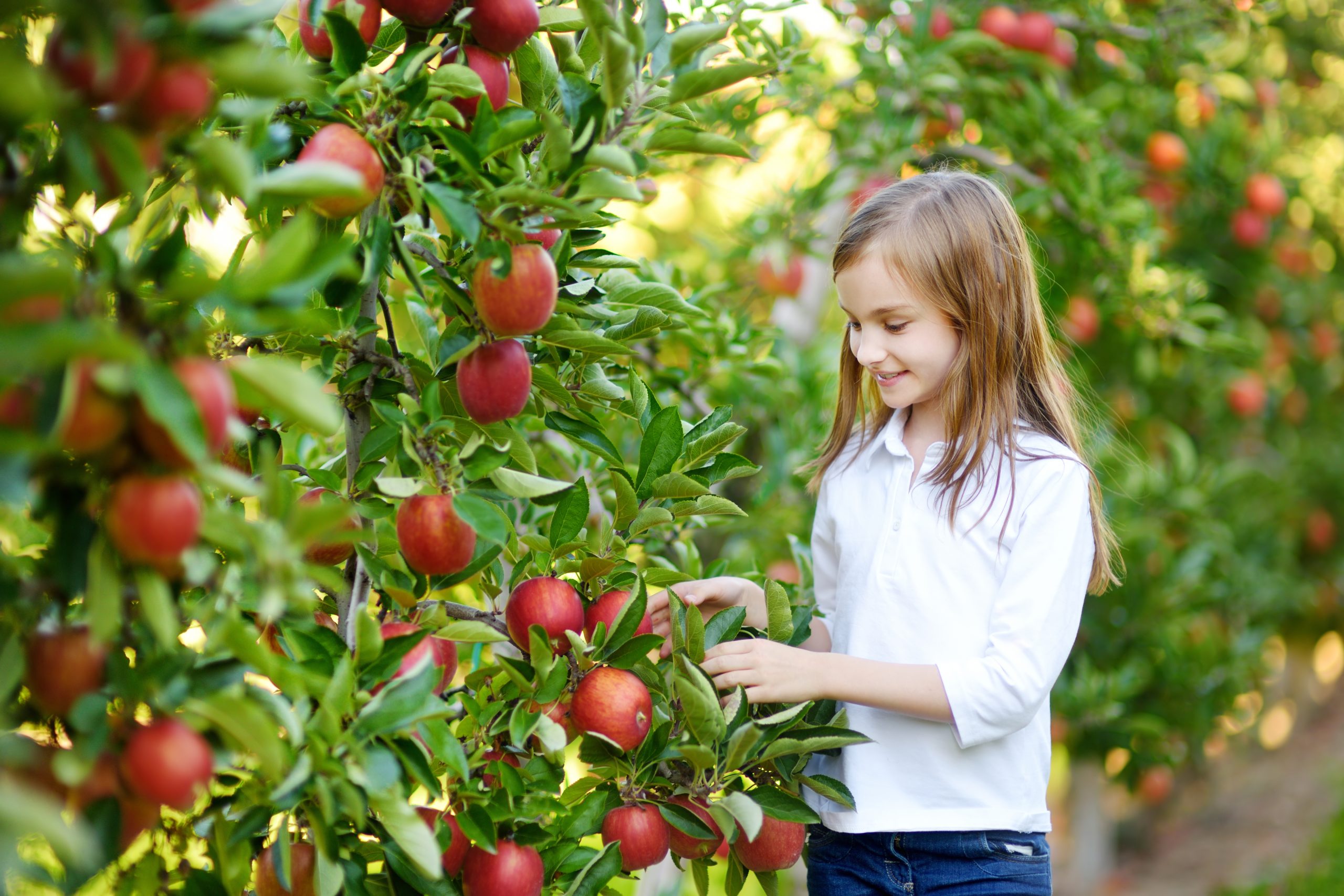 Young girl reaching up to pick ripe peaches from a lush, green fruit tree on a sunny day