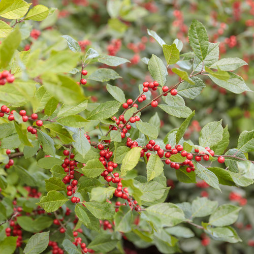 berry_heavy_ilex_28