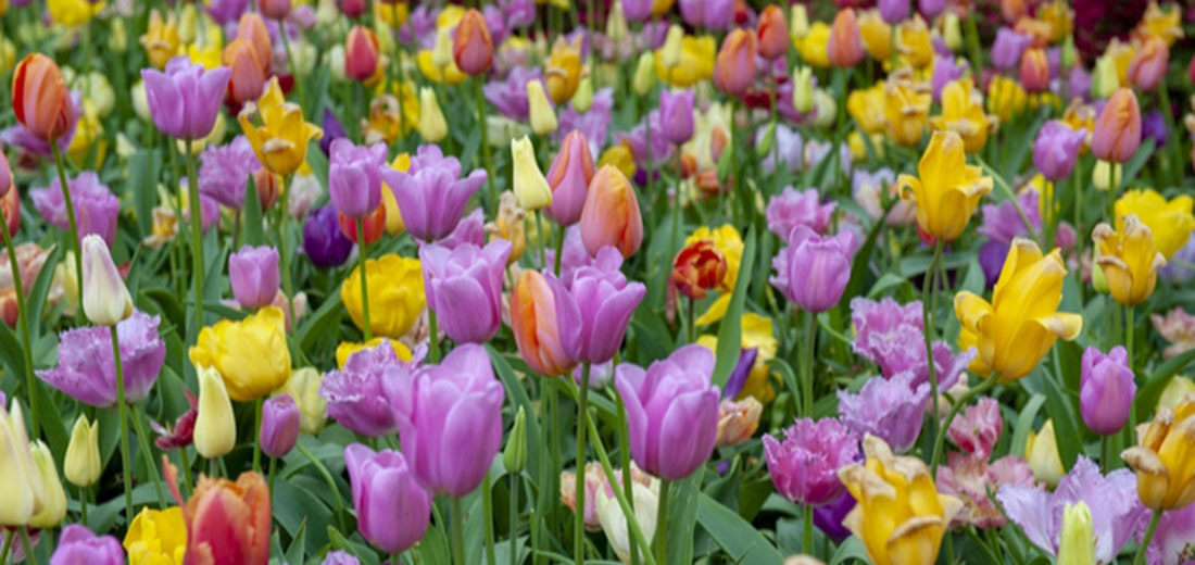 fall bulbs flowers