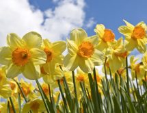 fall-bulbs-sun