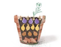 Fall-Planting-Bulbs-Layers