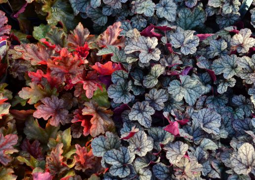 Heuchera