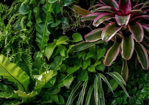 Houseplant Haven
