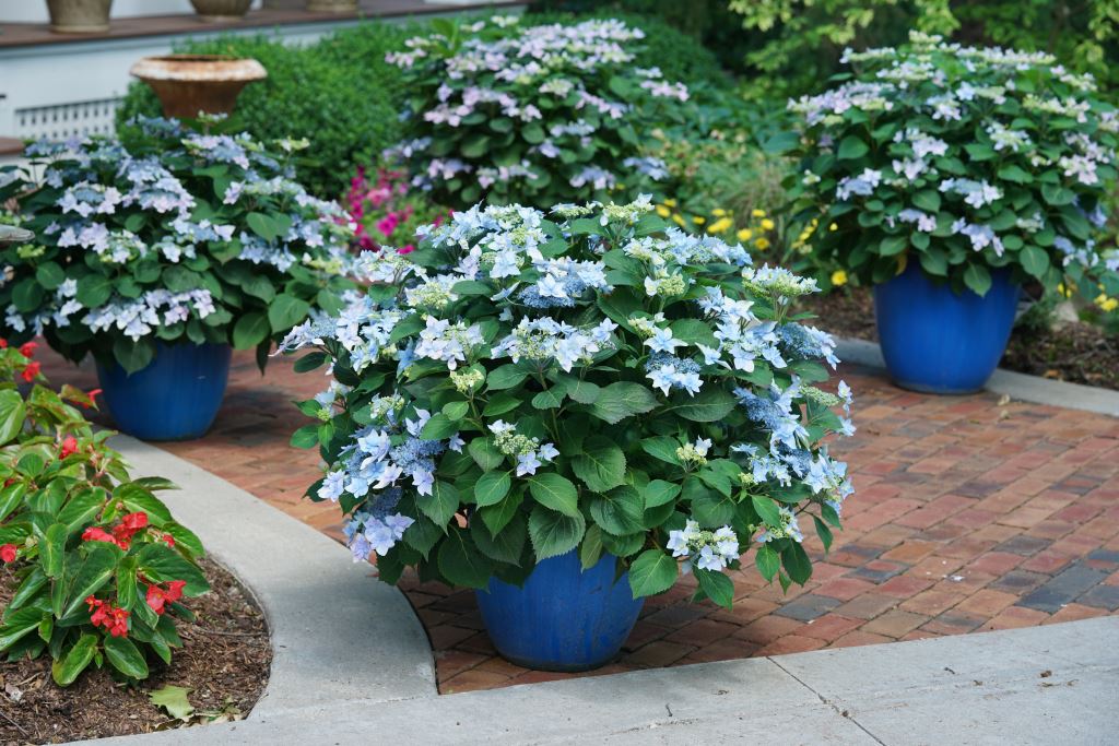 hydrangea_serrata_tuff_stuff_ah-ha_dsc04350
