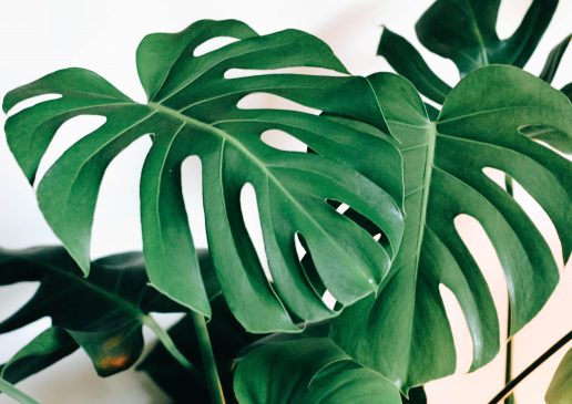 Monstera