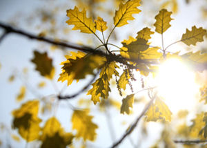 Plant Trees