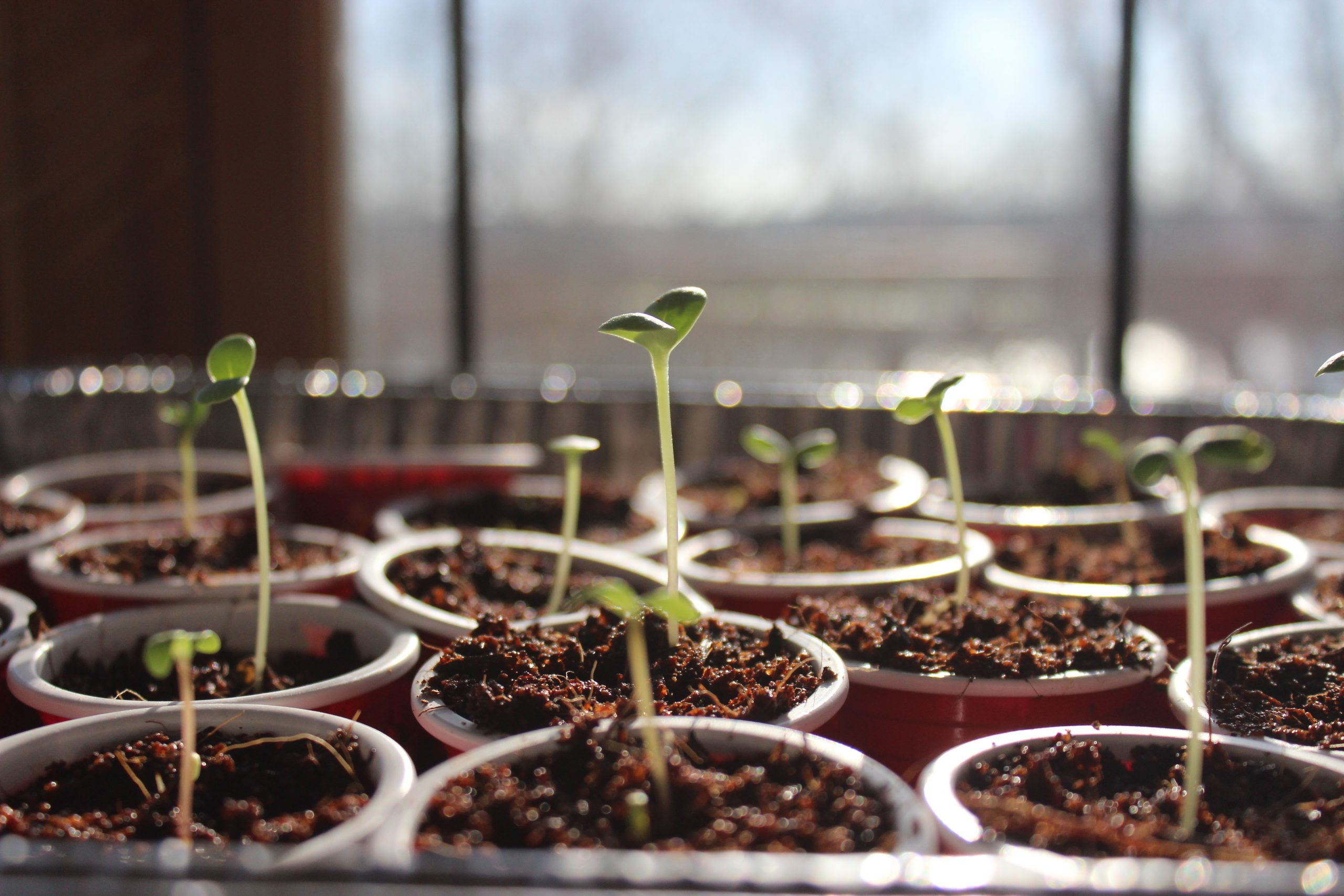 seed-starting-shutterstock_625357370