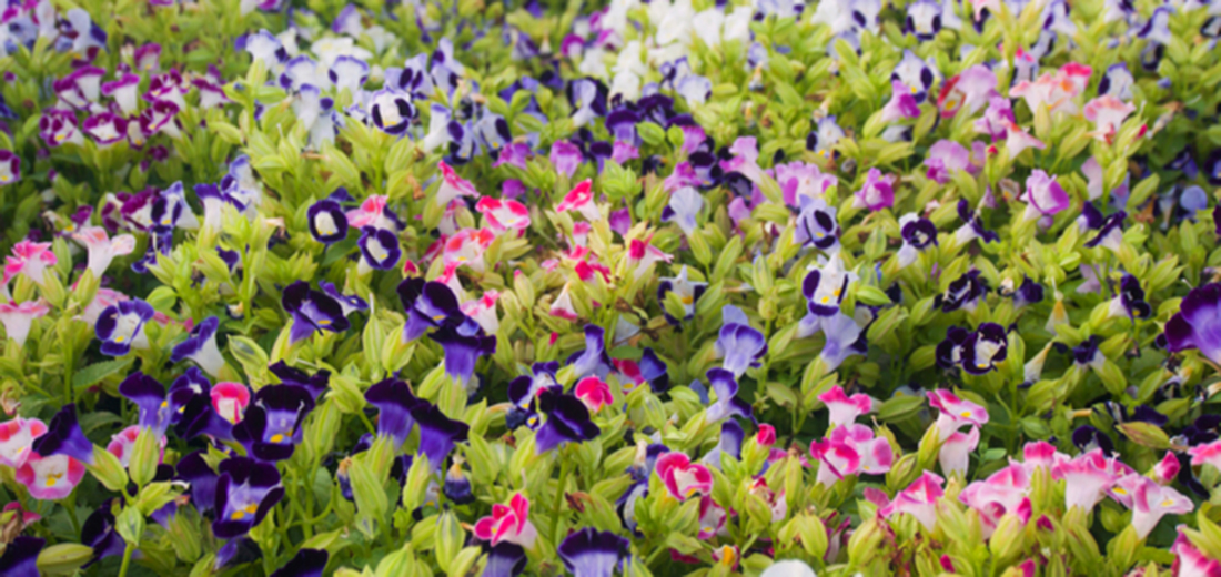 summer annuals