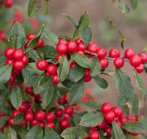 Winterberry Holly