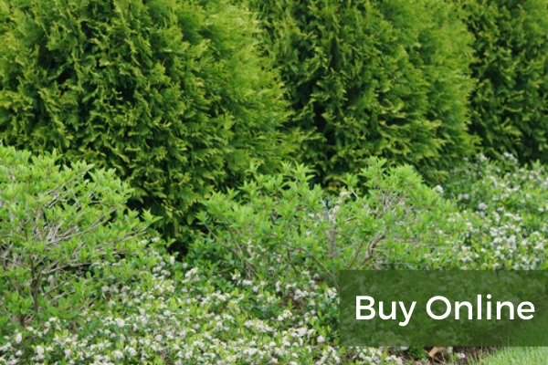 Aronia
