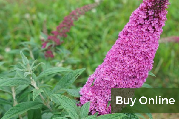Butterfly Bush
