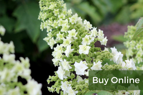 Buy Online