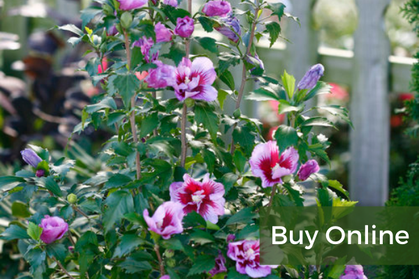 Buy Online-2