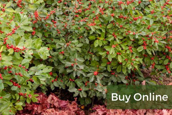 Buy Online-3