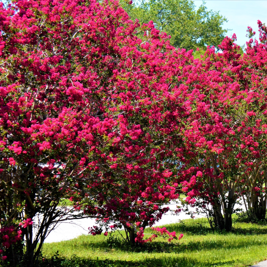CrapeMyrtle7.6 IG