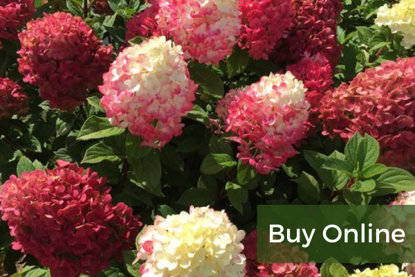 Hydrangea Panicle