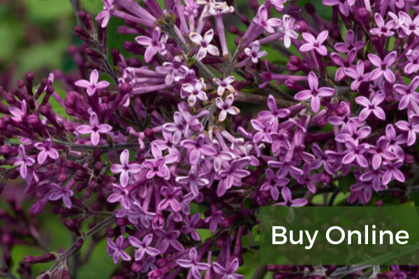 Syringa