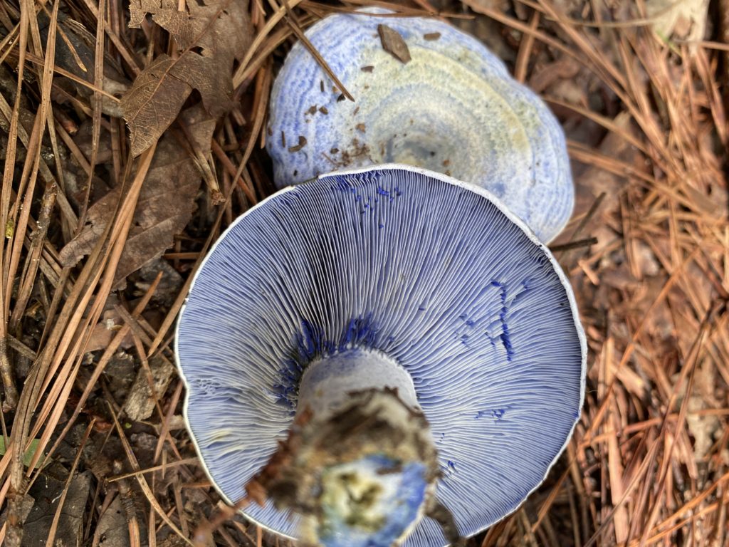 mushroom forage north carolina blue milky