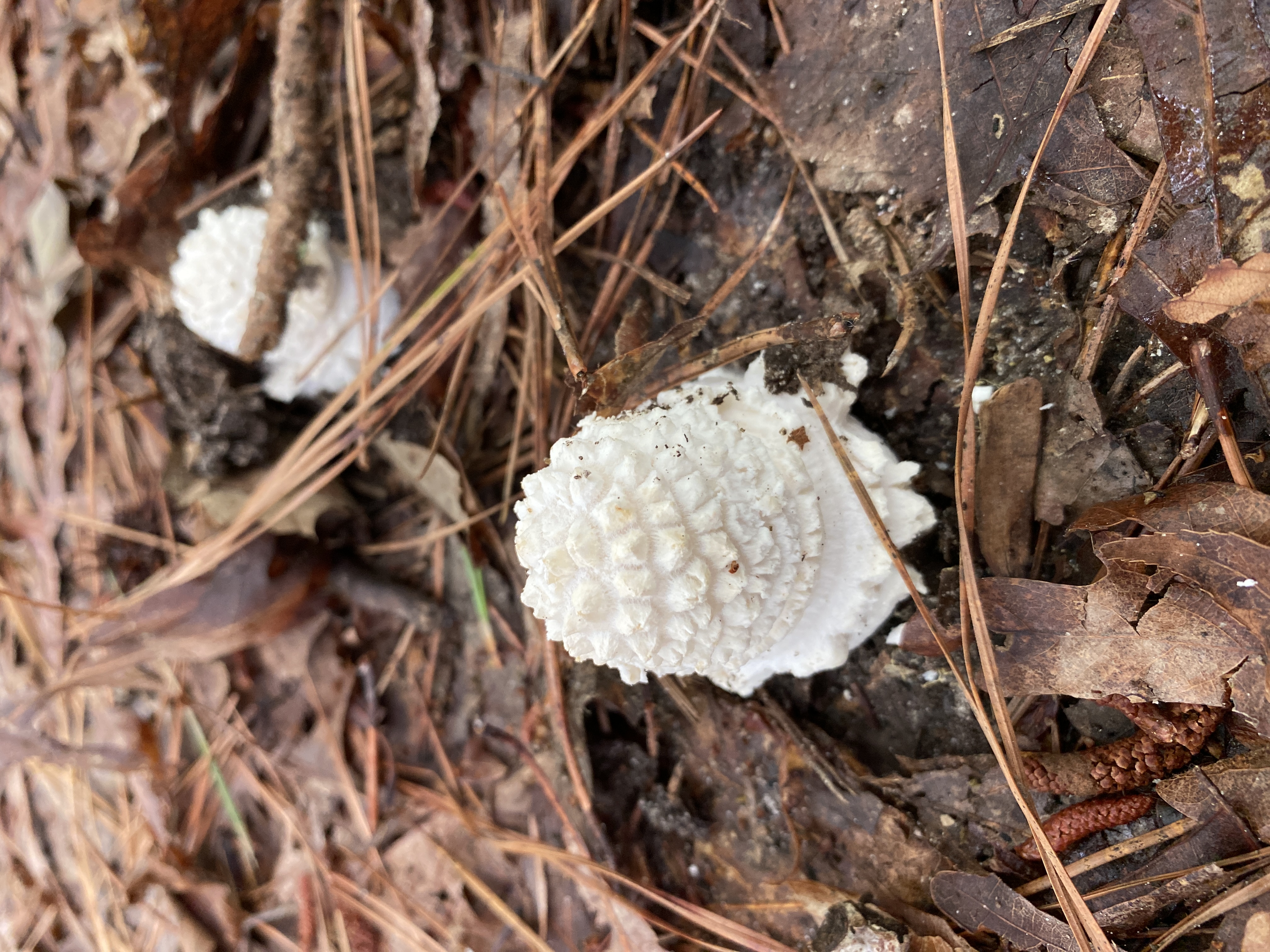 mushroom forage north carolina shadetree homestead