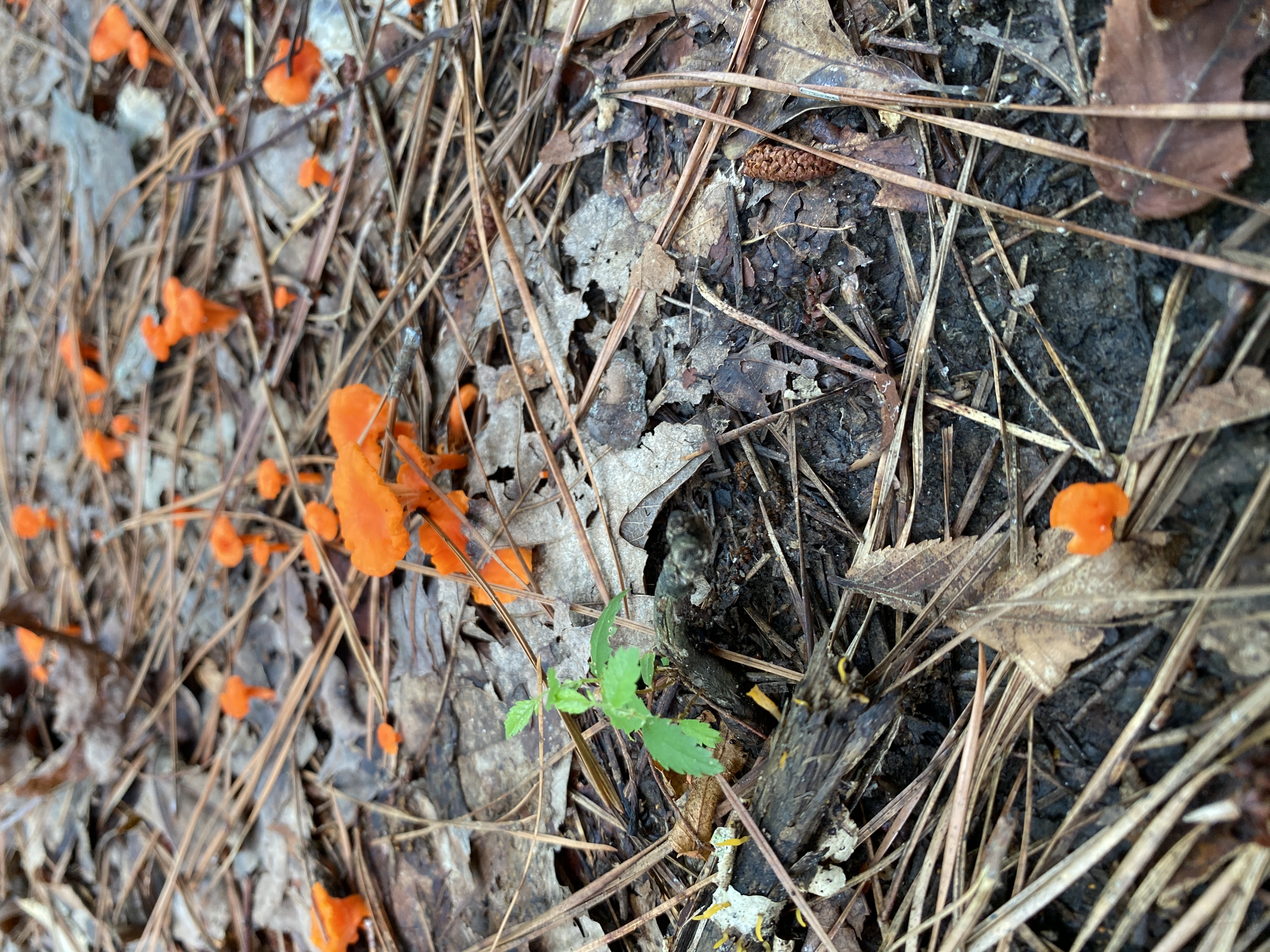 mushroom forage north carolina shadetree homestead