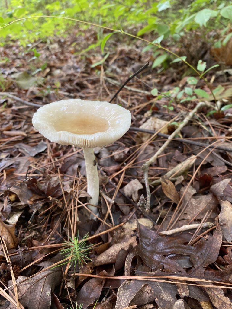 mushroom forage north carolina shadetree homestead