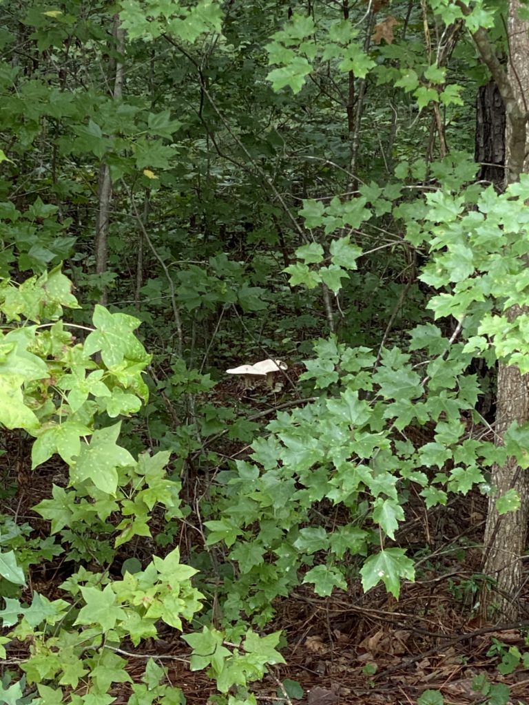 mushroom forage north carolina shadetree homestead