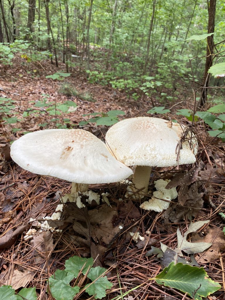 mushroom forage north carolina shadetree homestead