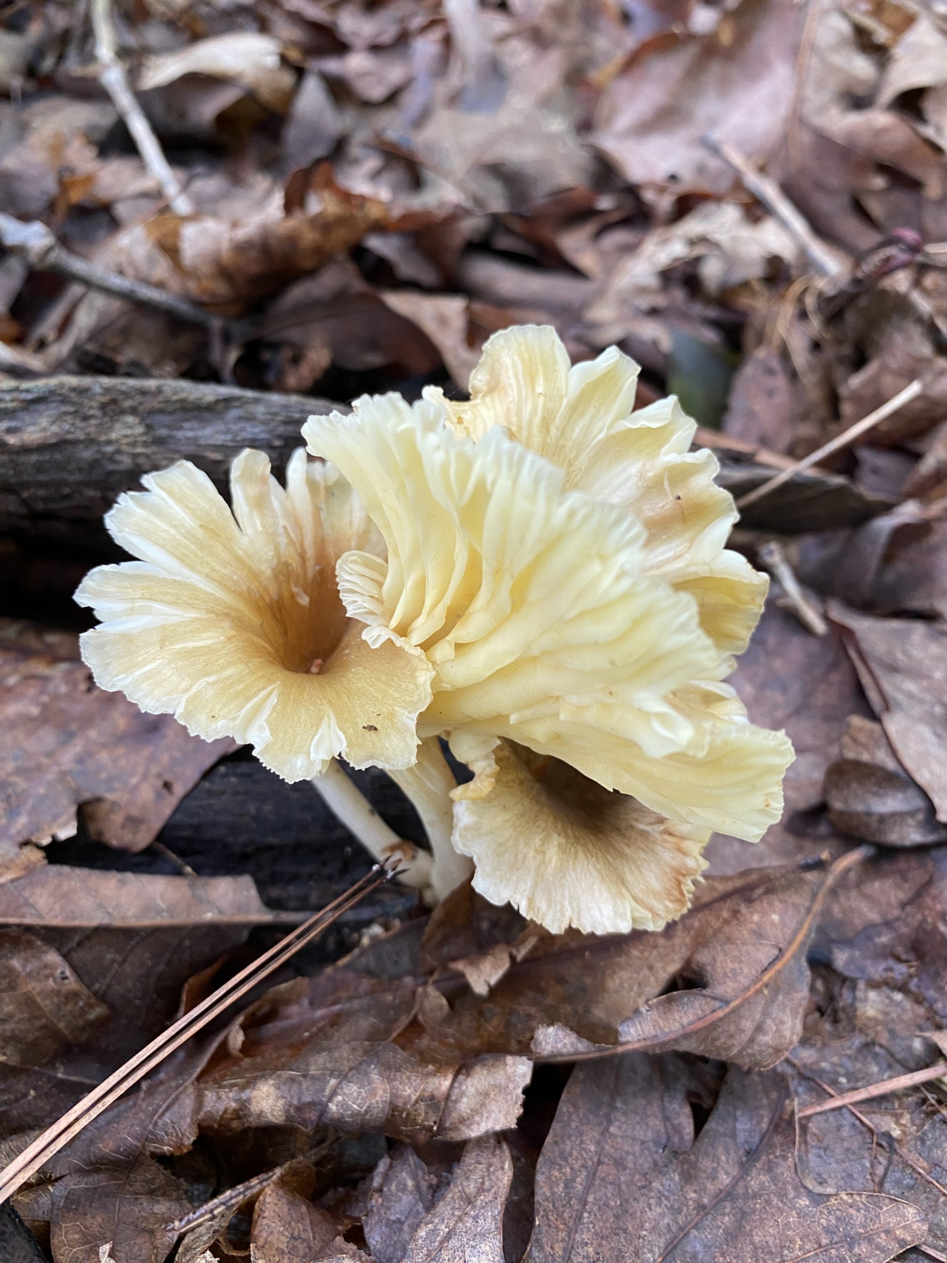 mushroom forage north carolina shadetree homestead