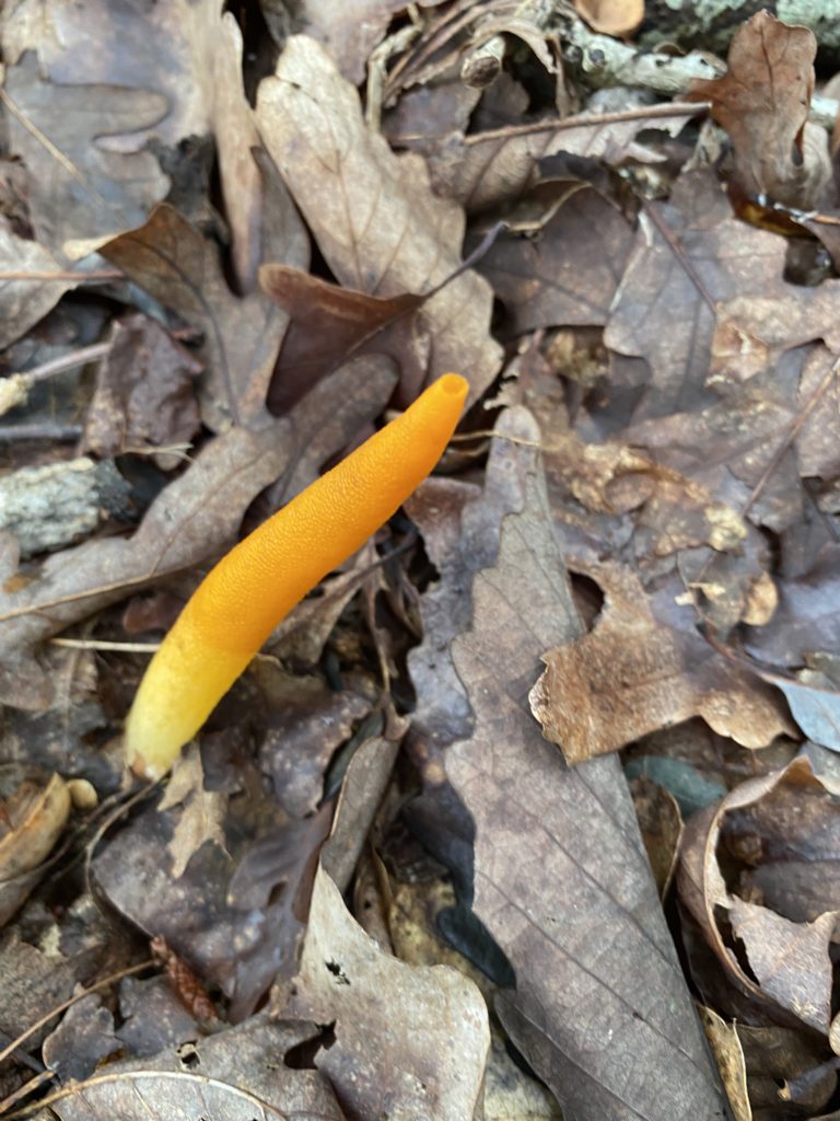 mushroom forage north carolina shadetree homestead