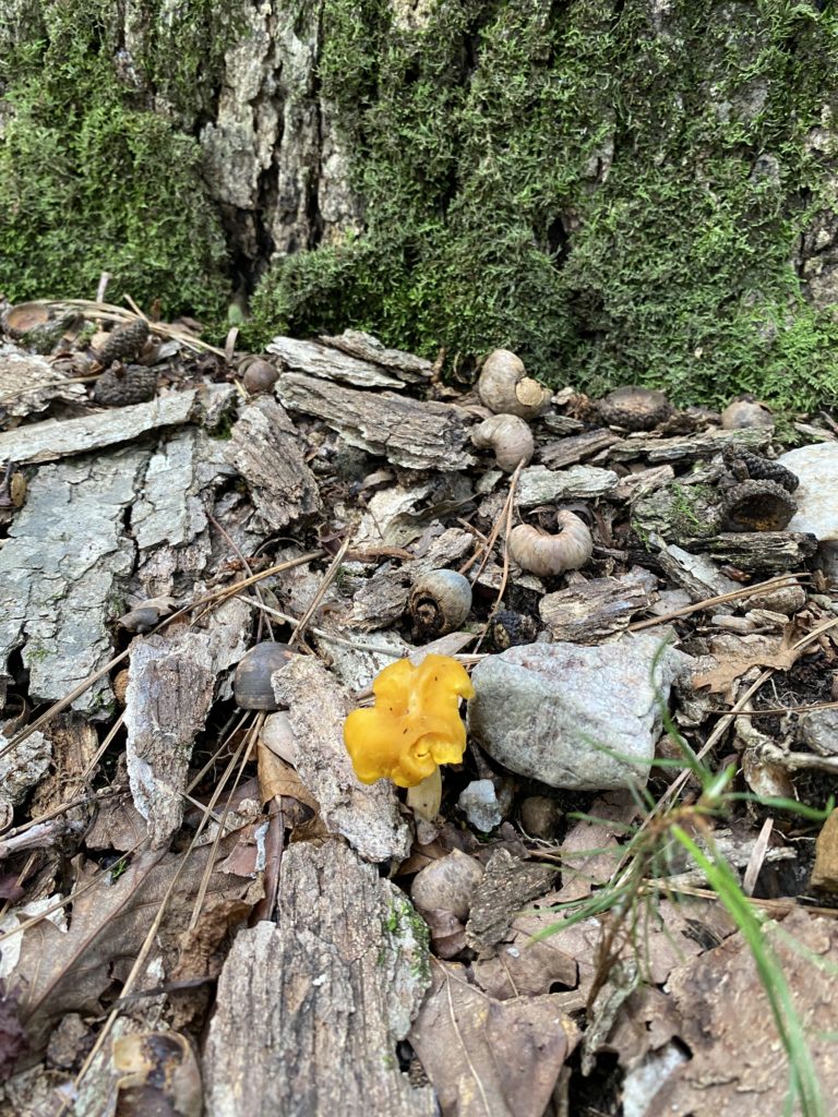 mushroom forage north carolina shadetree homestead