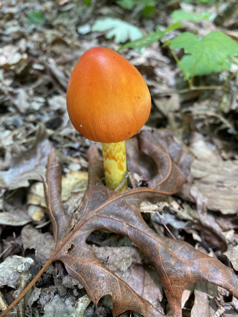 mushroom forage north carolina shadetree homestead