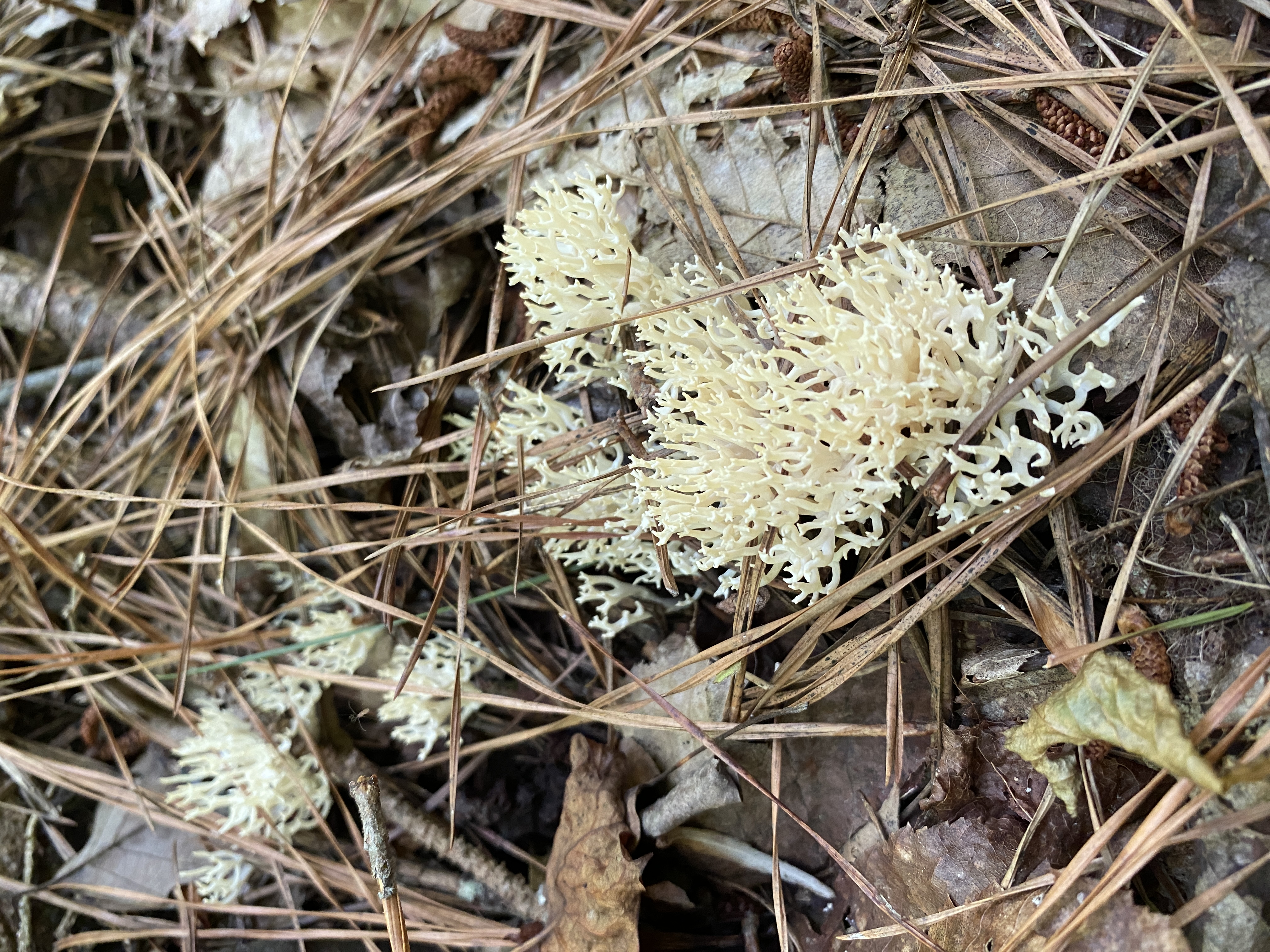 mushroom forage north carolina shadetree homestead