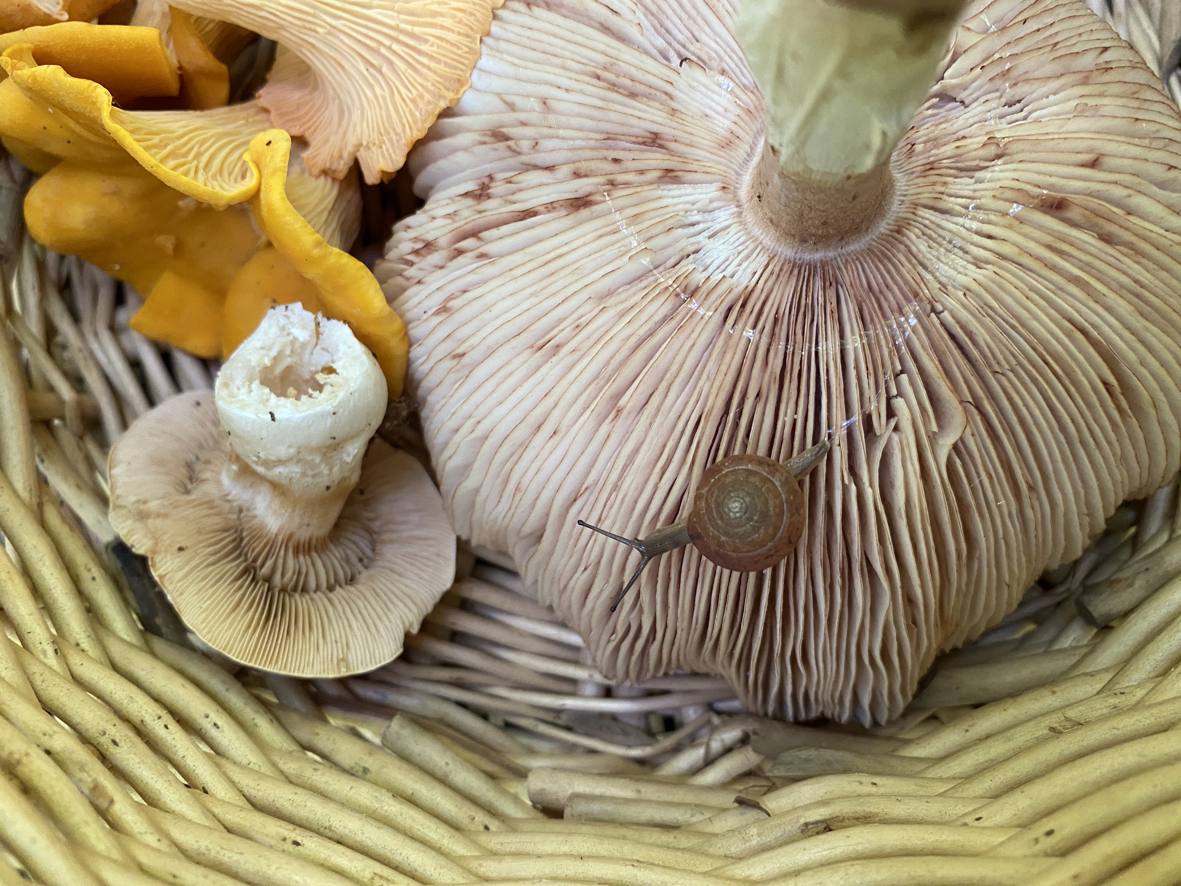 mushroom forage north carolina shadetree homestead