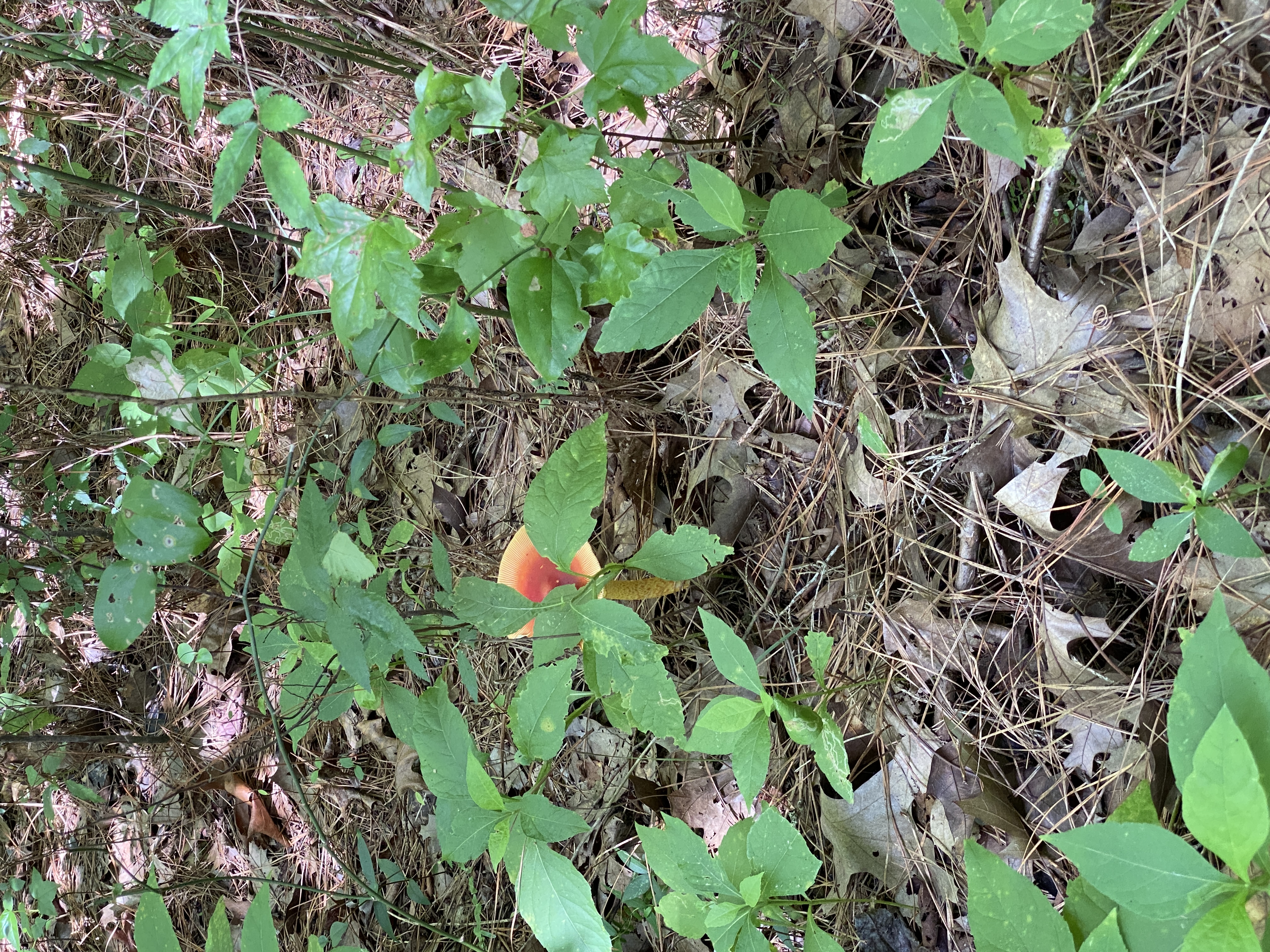 mushroom forage north carolina shadetree homestead