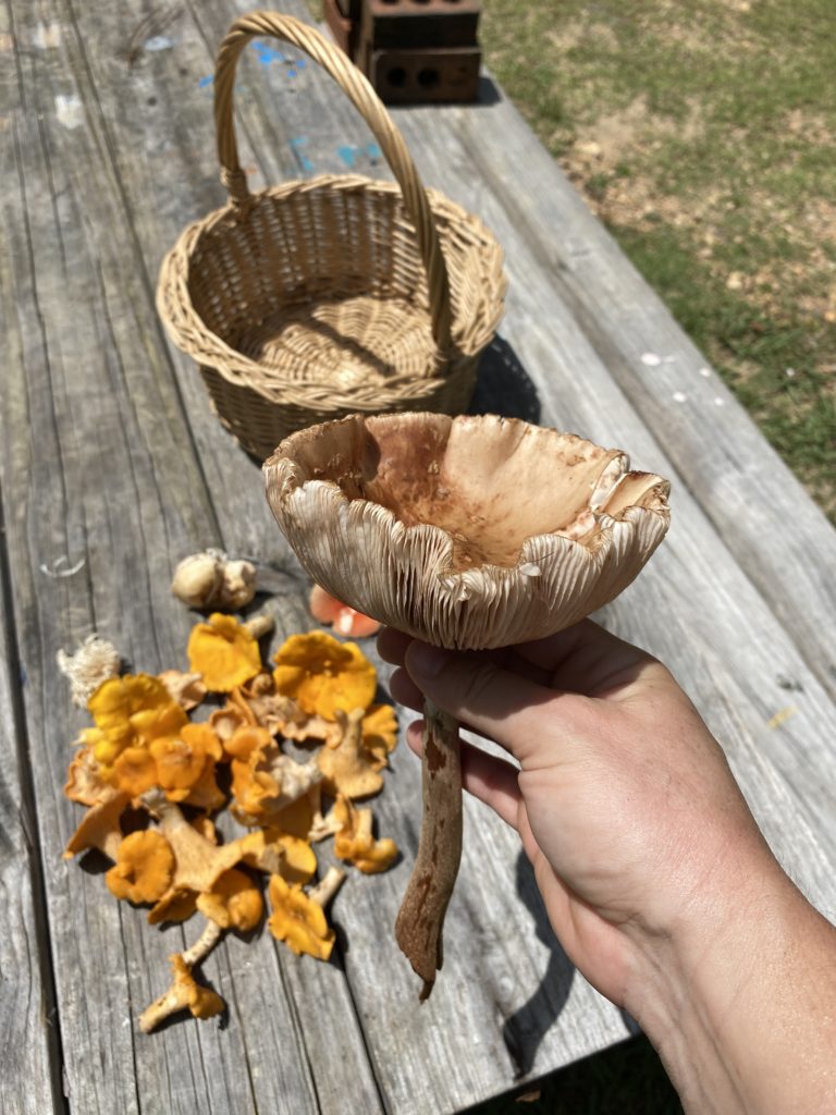 mushroom forage woods north carolina